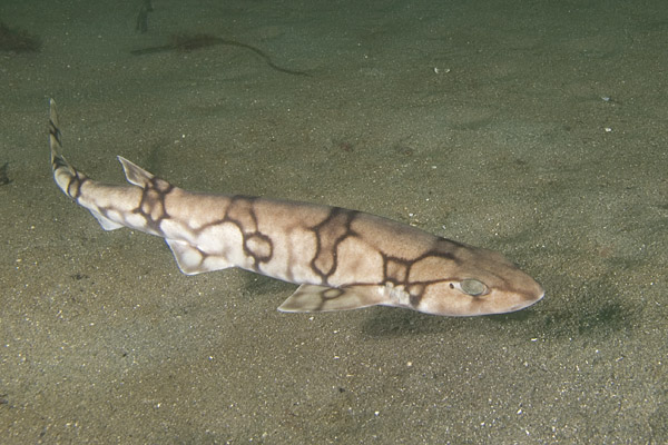 Chain Catshark Pictures - Images Of Chain Dogfish Scyliorhinus Retifer